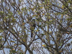 Accipiter bicolor
