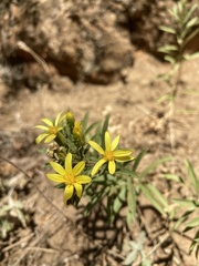 Columbiadoria hallii