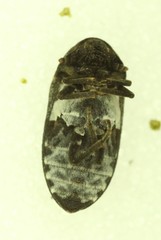 Dermestes talpinus