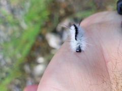 Lophocampa caryae