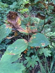 Prosartes smithii