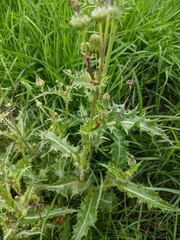 Sonchus asper