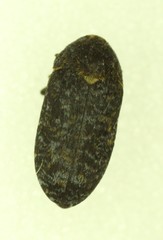 Dermestes talpinus