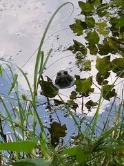 Lithobates catesbeianus