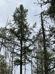 Larix occidentalis