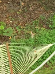 Sylvilagus floridanus