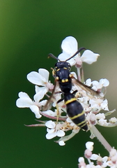 Symmorphus canadensis
