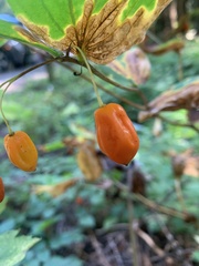 Prosartes smithii