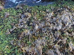 Fucus distichus