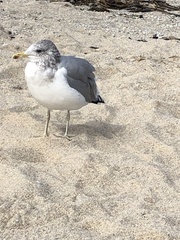 Larus californicus californicus