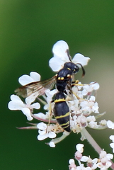 Symmorphus canadensis