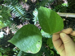 Phaseolus polystachios