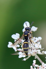 Symmorphus canadensis