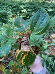 Prosartes smithii