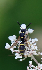 Symmorphus canadensis