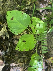 Phaseolus polystachios