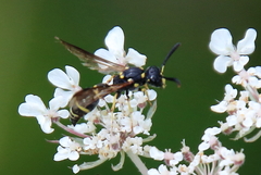 Symmorphus canadensis