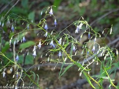 Campanula divaricata