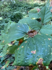 Prosartes smithii