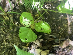 Phaseolus polystachios