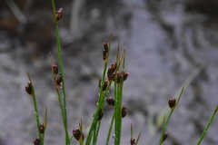 Juncus drummondii