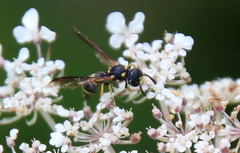 Symmorphus canadensis