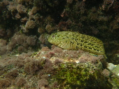 Parablennius sanguinolentus