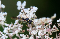 Symmorphus canadensis