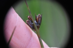 Juncus drummondii
