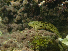 Parablennius sanguinolentus