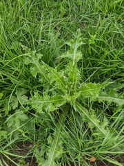 Sonchus asper