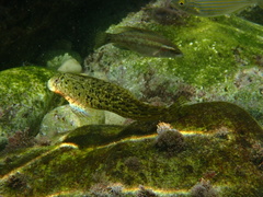 Parablennius sanguinolentus