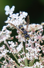Symmorphus canadensis