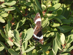 Limenitis arthemis arthemis