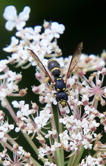 Symmorphus canadensis