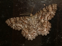 Epimecis hortaria