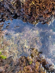 Corallina officinalis