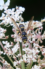 Symmorphus canadensis