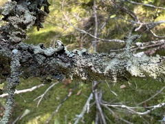 Punctelia caseana
