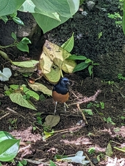 Copsychus malabaricus
