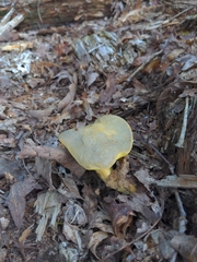 Retiboletus ornatipes