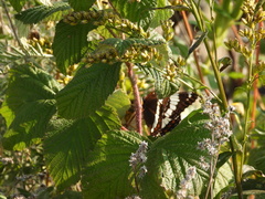 Limenitis arthemis arthemis