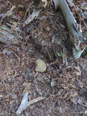 Retiboletus ornatipes