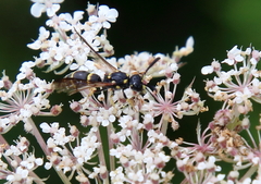 Symmorphus canadensis