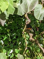 Copsychus malabaricus