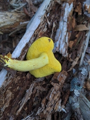 Retiboletus ornatipes