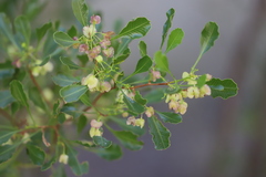 Dodonaea viscosa mucronata