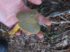 Retiboletus ornatipes