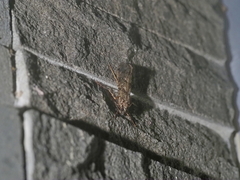 Stenopsyche marmorata