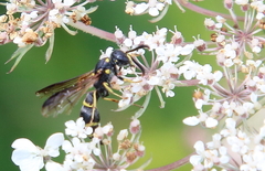 Symmorphus canadensis